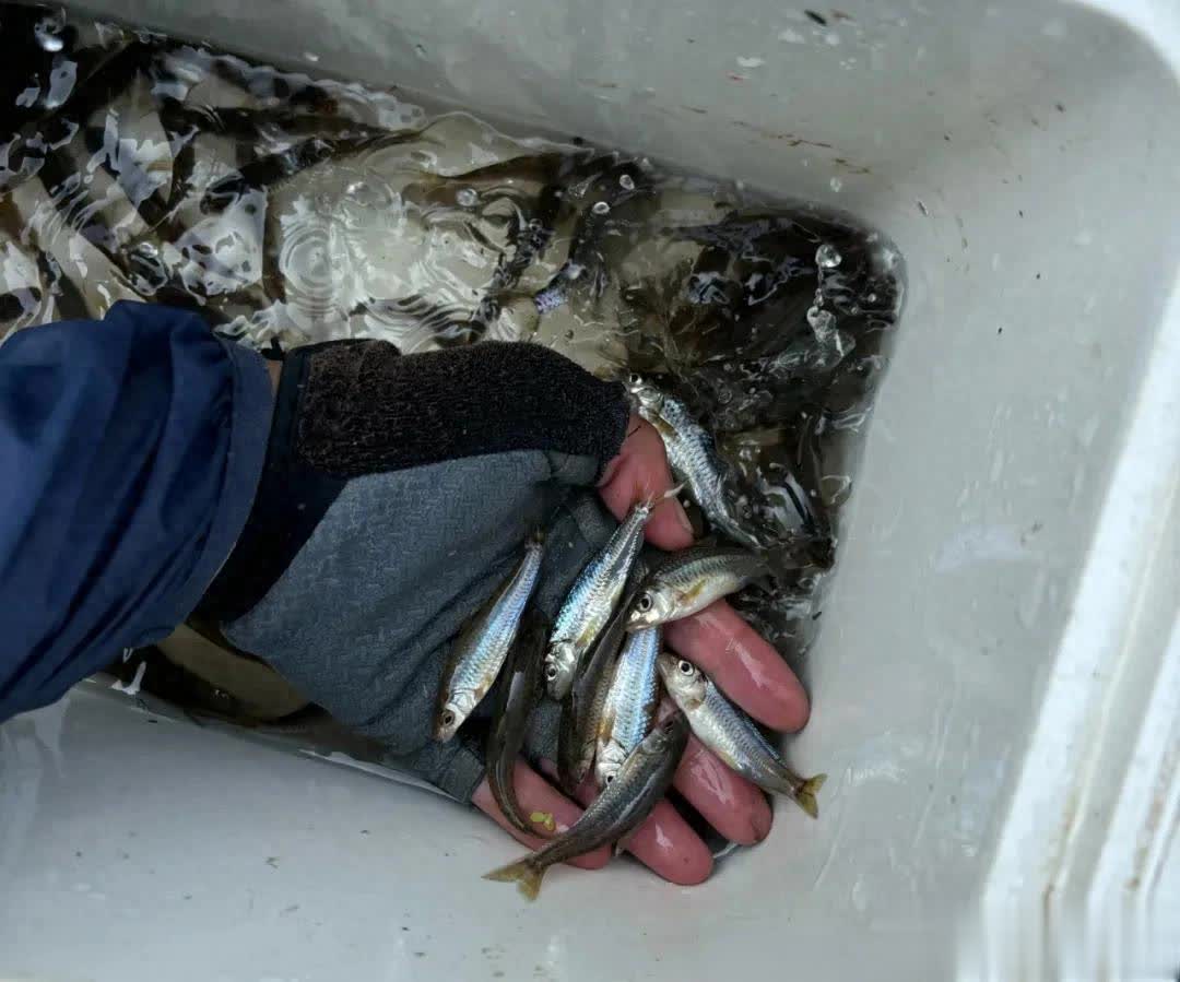 只不过鱼竿, amp, 不能太长 只不过鱼竿, amp, 不能太长